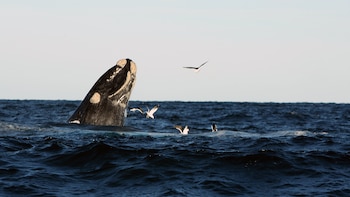Alerta en la Patagonia: mueren más crías de ballena de lo habitual y sospechan de una bacteria