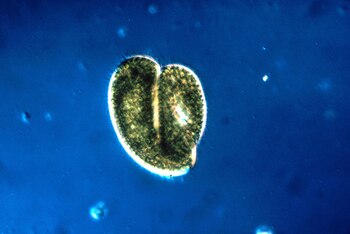 Paramecium bursaria y cianobacterias genéticamente