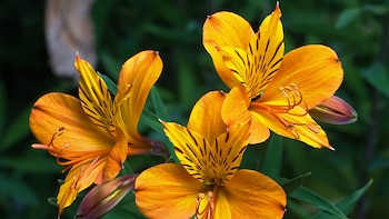 Tu idilio es mi progreso: