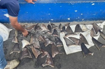 Recuperaron aletas de tiburón secas que iban en ruta en Panamá (Foto cortesía INTERPOL)