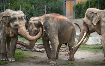 Jewel pasó sus últimos días