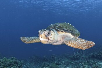 Las tortugas caguama que se