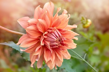 Consumir dalia ayuda a bajar