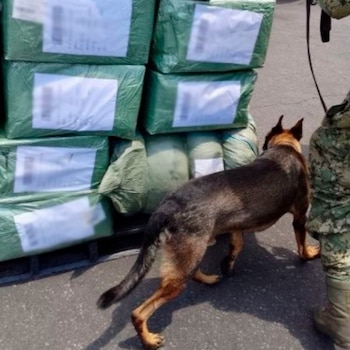 Un binomio canino de la Semar procedió a analizar el cargamento. Crédito: Especial