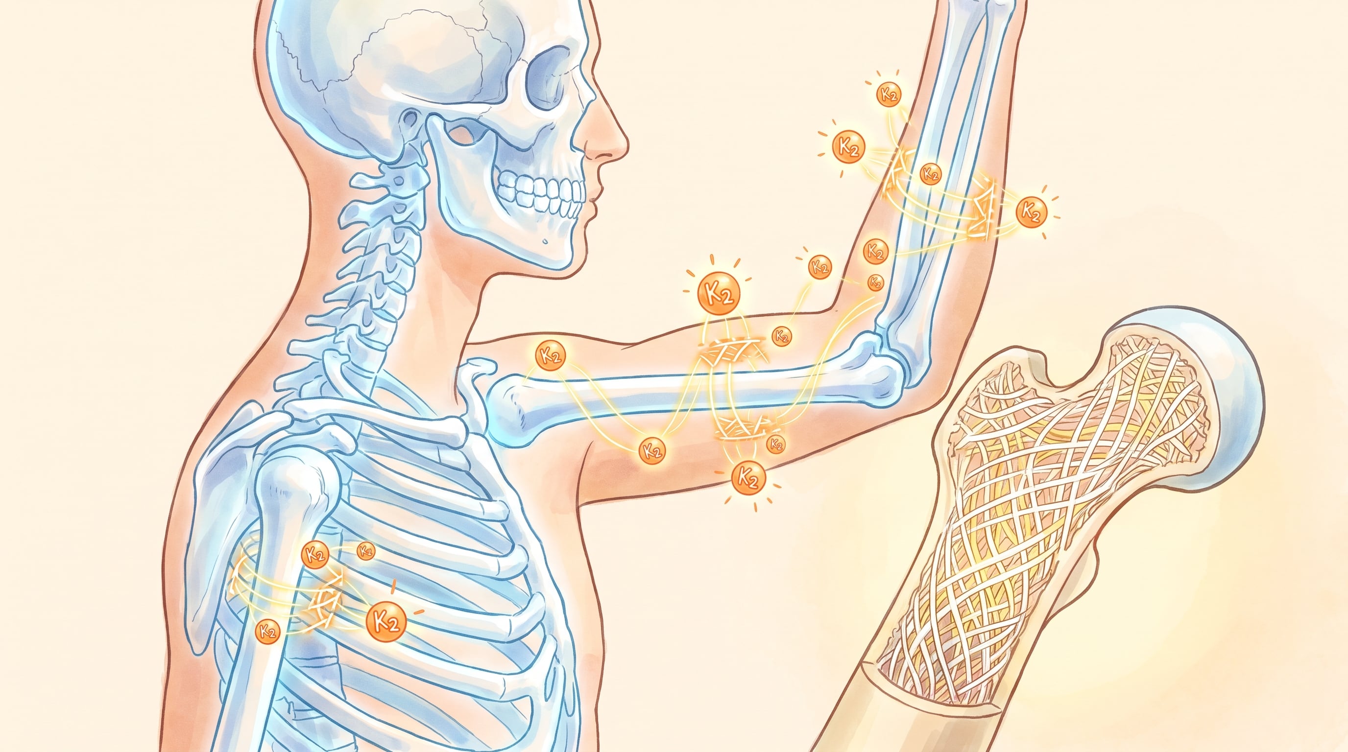 ¿Por qué la vitamina K2 es clave para la salud ósea y casi nadie la menciona?