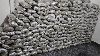 La droga estaba distribuida en