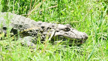 Santa Fe: liberaron a “Ricardito”,