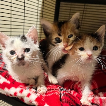 Se desconoce el paradero de