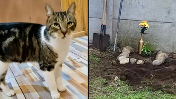 (TikTok/@andreacampos6656)