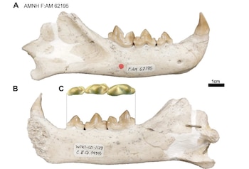 El “efecto trinquete macroevolutivo” explica la tendencia irreversible a desarrollar colmillos cada vez más largos (Universidad de California - Berkeley)