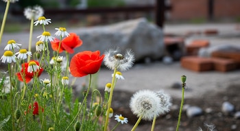 Primer plano de amapolas rojas, margaritas blancas y dientes de león esponjosos, con un fondo desenfocado de hormigón y ladrillos en un sitio industrial.