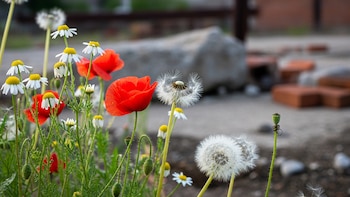 Por qué las áreas industriales abandonadas se llenan de vida silvestre