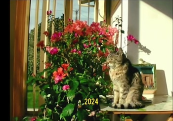 "El gato de mis abuelos