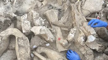 Con este avance, los científicos