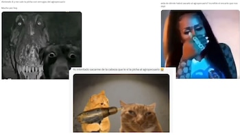 Memes y reacciones en redes sociales tras la difusión del video para adultos de El Agropecuario - crédito tomado de redes sociales / X