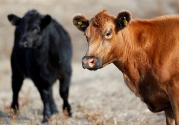 Foto de archivo ilustrativa de