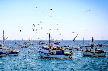 El monitoreo es clave porque el aumento de la temperatura del mar puede desplazar especies y reducir la oferta de algunos pescados habituales en los mercados.