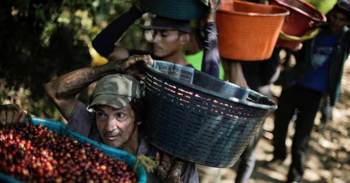 Crosta Rico Colon Caficultores de Costa Rica reciben menos colones por fanega pese al ...