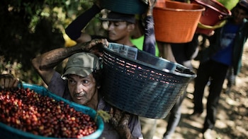 Caficultores de Costa Rica reciben menos colones por fanega pese al récord de exportación