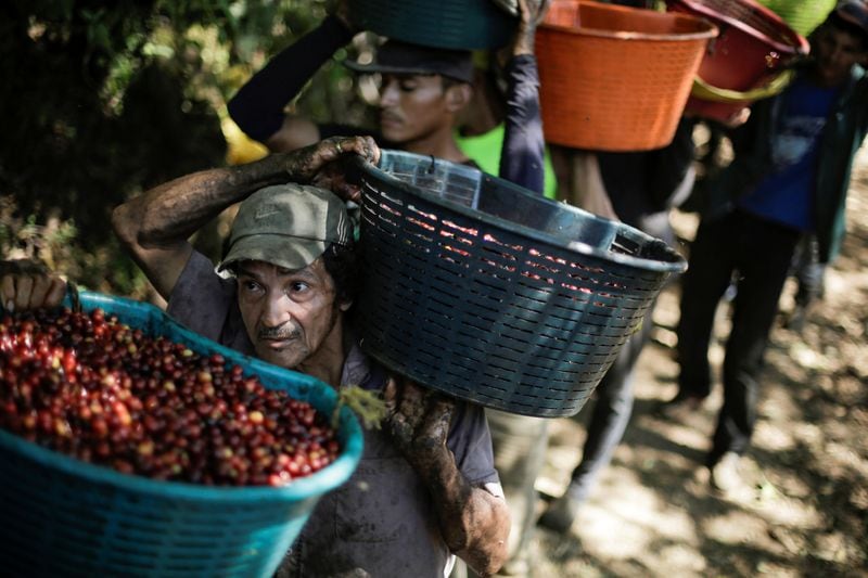 Foto de archivo de un grupo de trabajadores con canastas en medio de la cosecha de café en una plantación en Grecia, Costa Rica. Ene 9, 2020. REUTERS/Juan Carlos Ulate