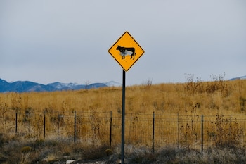 Cruce de animales