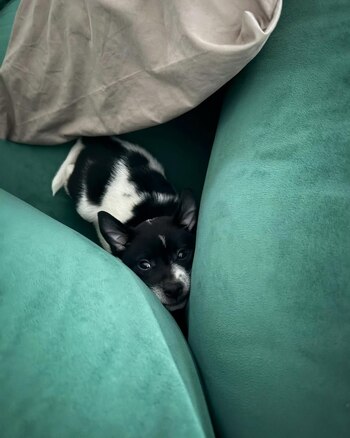 La tierna foto de Pistón