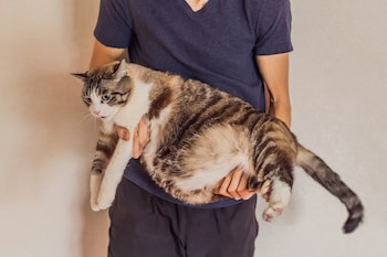 Un veterinario carga a un gato en sus brazos (Onlyfresh)