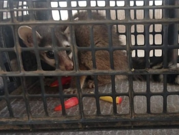 El cacomixtle tenía herida una