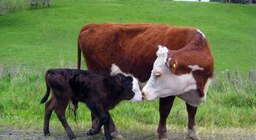 Se frena el movimiento de terneros es menor el envío a faena