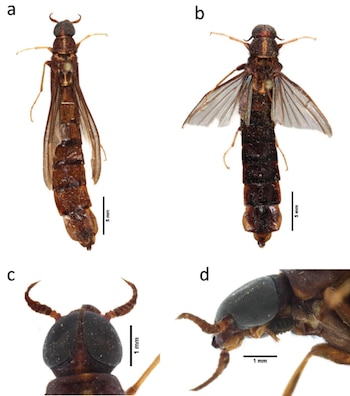 Atractocerus brasiliensis. a) Macho, vista dorsal, b) Hembra, vista dorsal, c) Cabeza del macho en vista dorsal, d) Cabeza del macho en vista lateroventral, con el órgano del palpo maxilar visible. (BioOne)