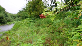 Las plantas invasoras amenazan a