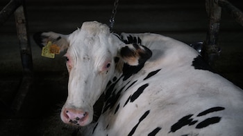 Senado aprueba la Ley General de Bienestar Animal y pasa a Diputados: habrá un padrón de infractores de hasta cinco años