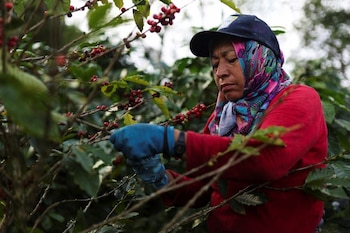 Además, un gran porcentaje de