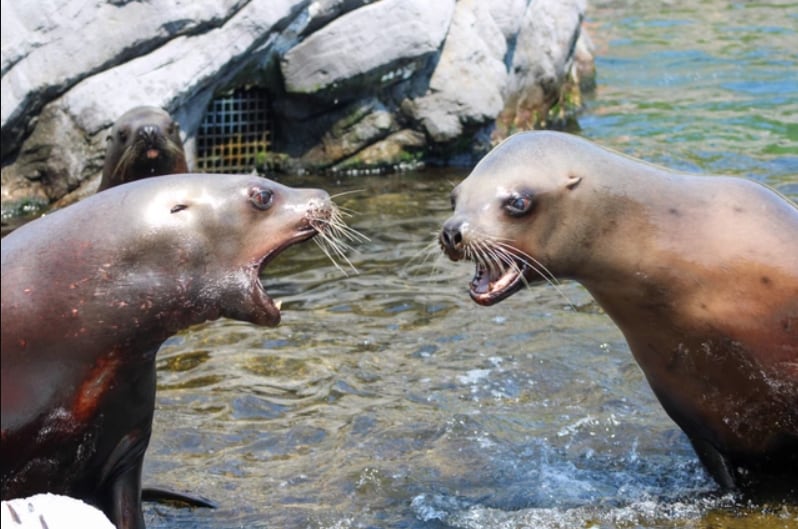 La Fundación Mundo Marino recordó la necesidad de evitar el contacto físico con fauna marina y difunde guías para el turismo responsable en la costa atlántica (Pairi Daiza)