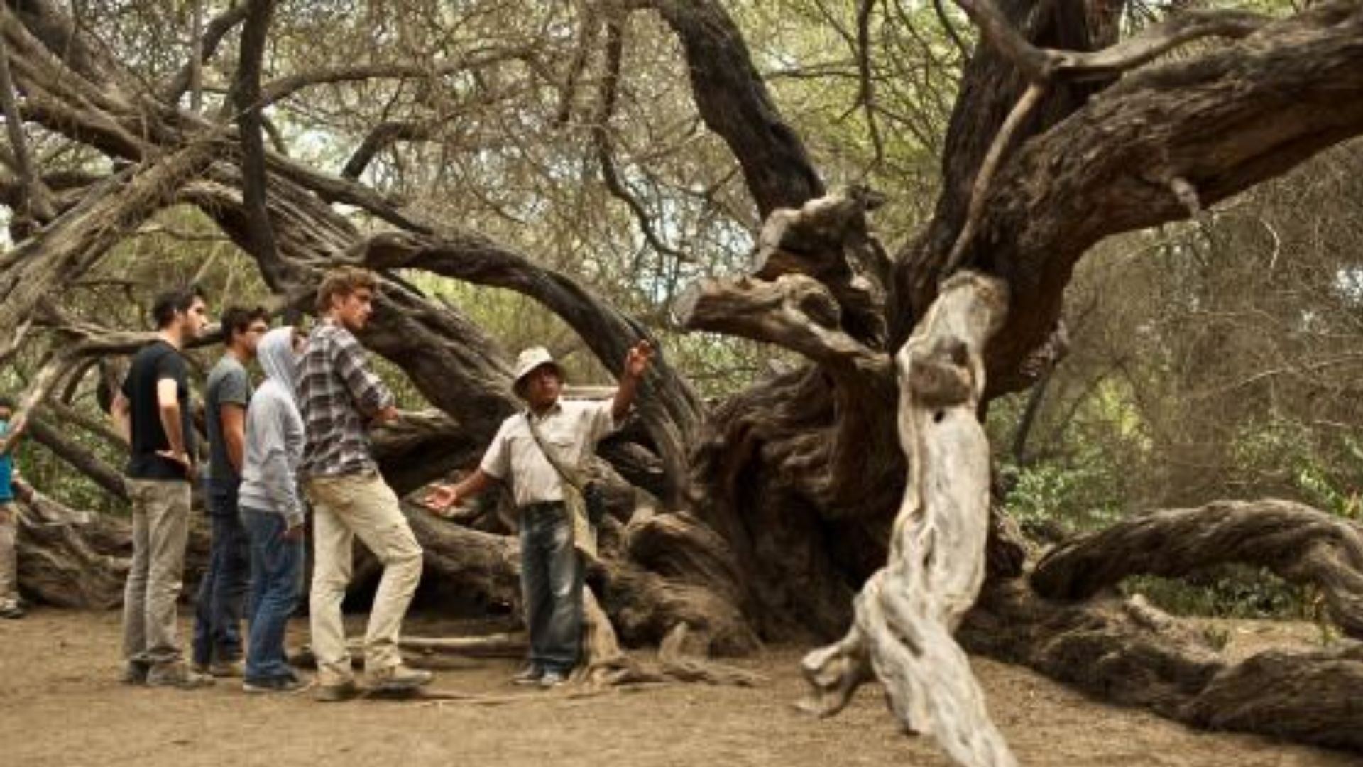 Bosque de algarrobos en el Santuario Histórico Bosque de Pómac. (Andina)