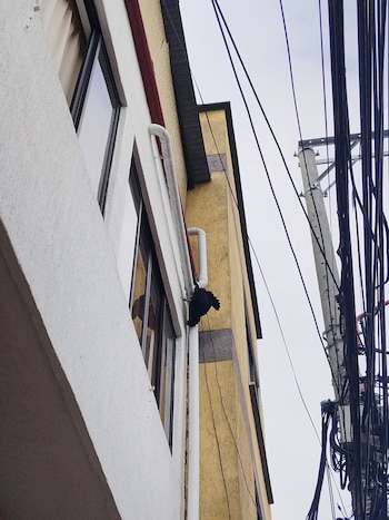 El animal quedó colgando de una terraza cuando intentó volar - crédito BOMBEROS OFICIALES ARMENIA QUINDIO / Facebook