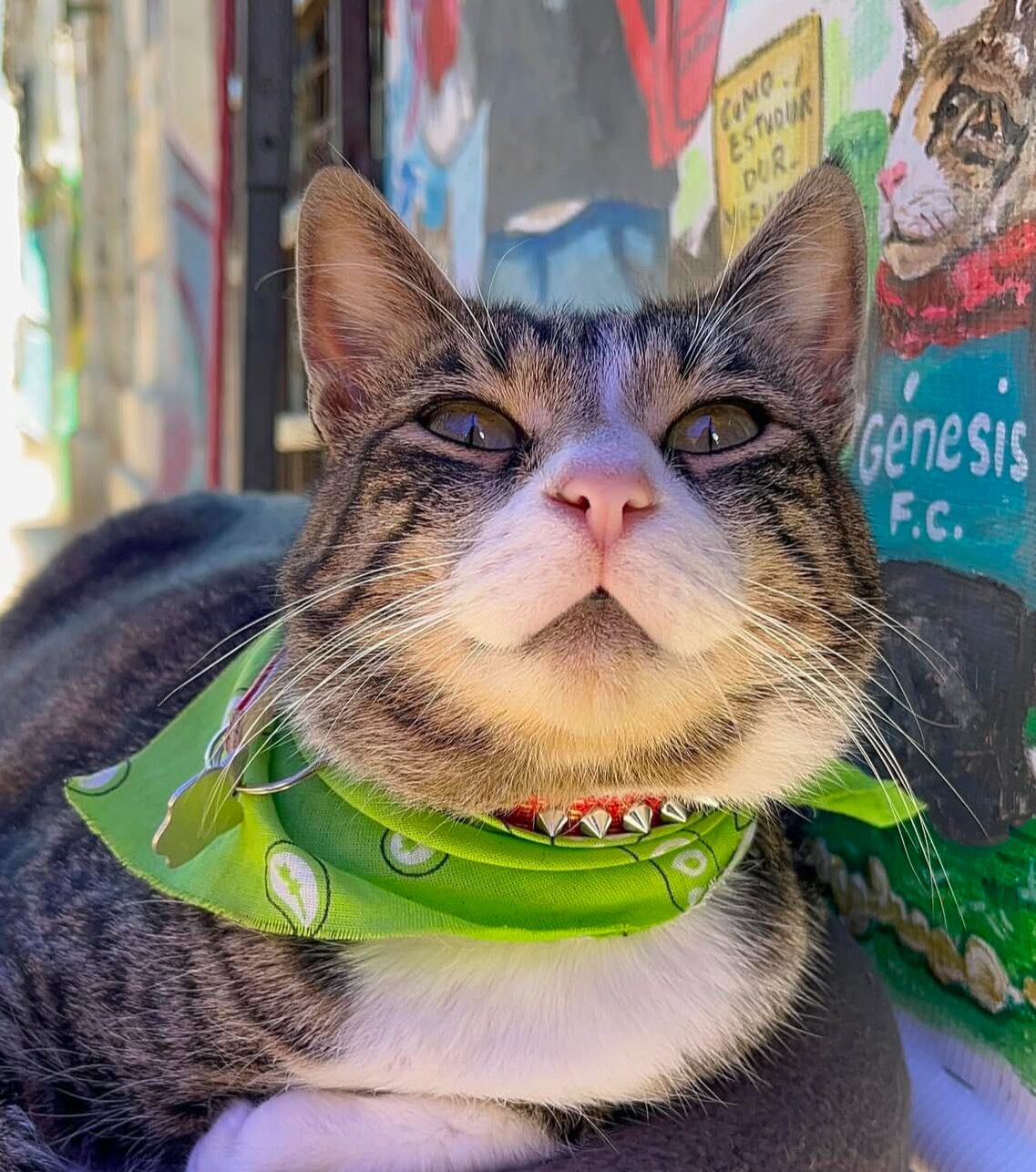 Sr. Carolo deslumbra en Instagram con sus elegantes atuendos y celebra junto a la comunidad porteña en eventos como su cumpleaños, mientras su imagen se convierte en productos que promueven el cuidado responsable de los animales. (IG: @sr.carolo)