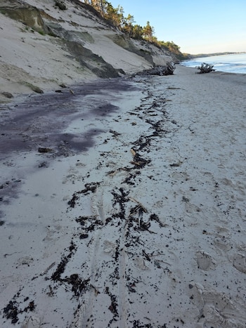 Playa de arena clara con sedimentos oscuros, huellas, restos marinos en la orilla y dunas de arena con árboles al fondo