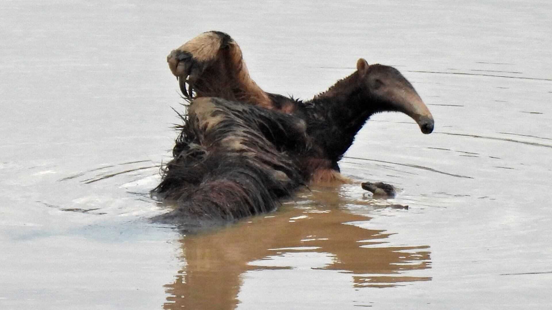 La pérdida o lesión de la cola compromete gravemente la supervivencia del oso hormiguero gigante en libertad/ArgentiNat FVSA