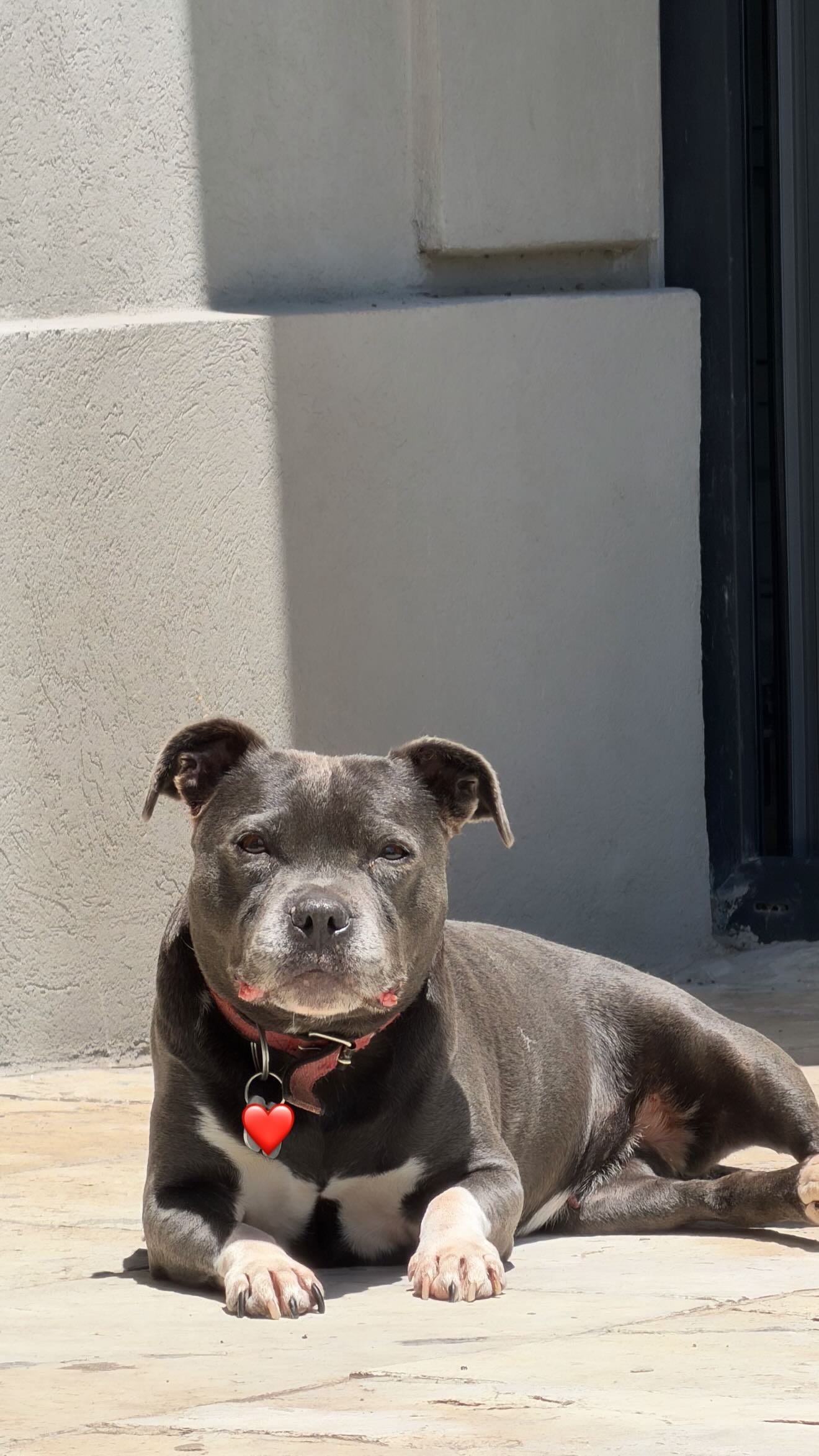 La China se reencontró con una de sus mascotas durante su tiempo en el país (Instagram)