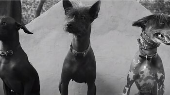 Xoloitzcuintle: el perro mexicano que