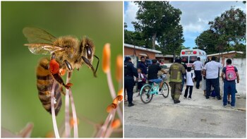 Enjambre de abejas atacó a