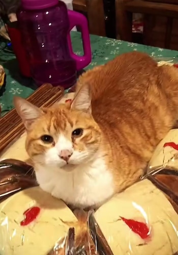 El gato se hizo viral