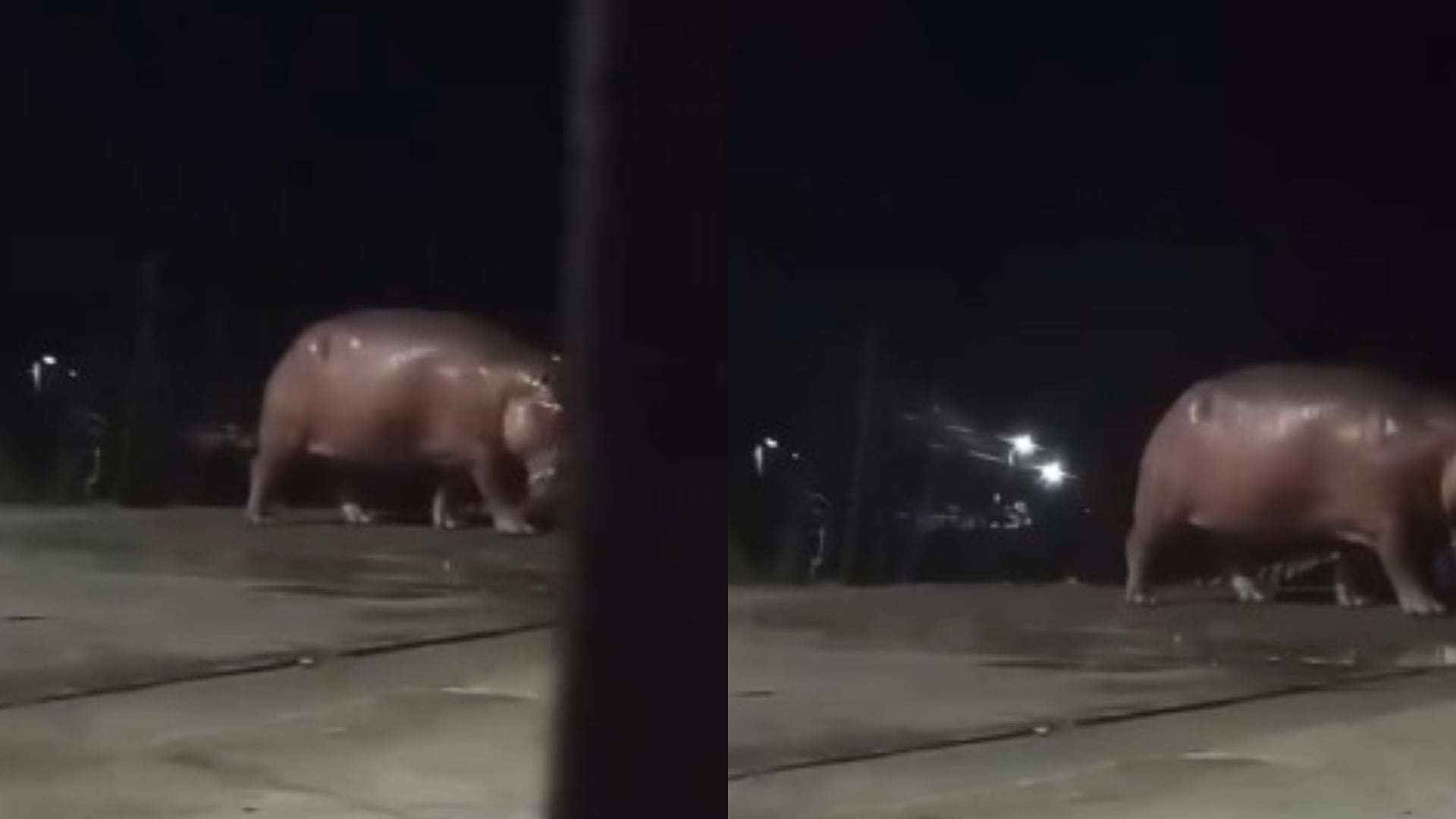 Un hipopótamo fue registrado por cámaras de seguridad en el barrio Limonar, dentro del casco urbano de Barrancabermeja - crédito X