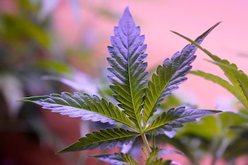 Arizona ha avanzado poco a