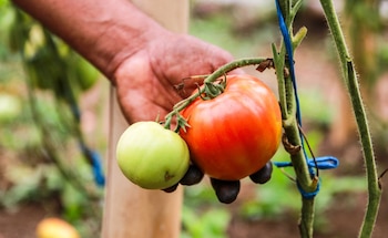 Las Escuelas de Campo del proyecto RECLIMA capacitan a productores en nuevas técnicas y diversificación de cultivos como tomate, chile y rábano./ (FAO El Salvador)