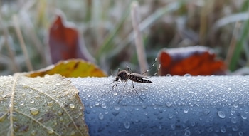 La vacuna Qdenga, desarrollada por