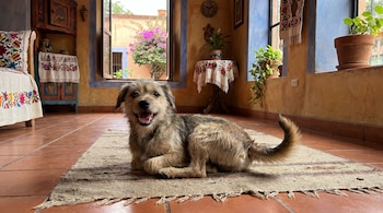 La edad es un criterio determinante para definir la alimentación adecuada de un perro. (Imagen ilustrativa Infobae).