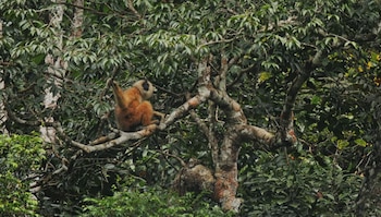 Con apenas decenas de ejemplares,