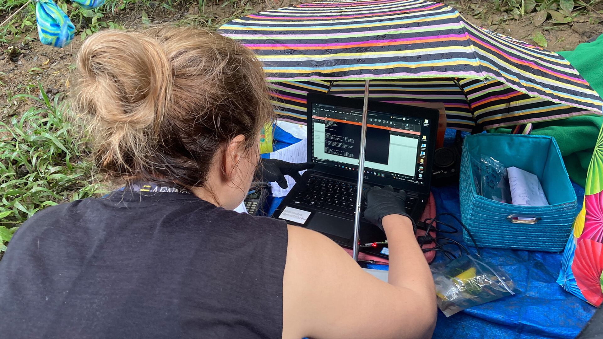 Los investigadores colocaron sensores de movimiento y sonido en murciélagos silvestres para registrar cada detalle de su comportamiento de caza.